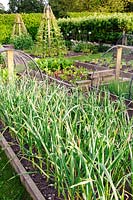Raised beds of leeks, salads and climbing beans in kitchen garden.