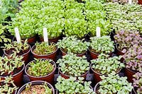 Vegetable and herb seedlings in pots in a greenhouse. 