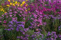 Aster novae-angliae and Helianthus 'Monarch' with Michaelmas daisies