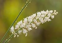 Actaea simplex 'White Pearl' 