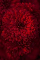 Chrysanthemum 'Ruby' mound 