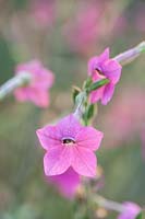 Nicotiana 'Pink Sensation' - tobacco plant
