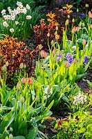 Rows of flowering plants in the cutting garden, incuding tulips, narcissi and peonies. 
