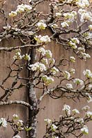An espaliered fruit tree against the wall of the kitchen garden at Brilley Court Farm, Whitney-on-Wye, Herefordshire, UK.