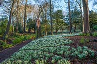 Path through woodland with carpets of Galanthus - snowdrops 