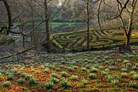 View of the maze and nearby Galanthus - snowdrops and trees