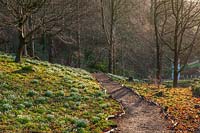 Path through bank of snowdrops with woodland beyond