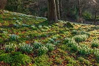 Woodland bank with drifts of Galanthus - snowdrops