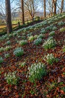 Steep bank with Galanthus - snowdrops growing through fallen leaves