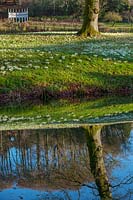 A tree and bank of Galanthus - snowdrops - reflected in lake.