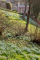 A grass bank of naturalised snowdrops with painted summerhouse in the background. 
