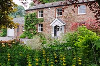 Traditional cottage front garden with perennials such as Lysimachia punctata and wall-trained climbers

