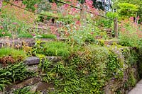 A retaining wall colonised by ferns, campanulas, Centranthus ruber,  Armeria maritima and Lysimachia nummularia, Church View, Appleby-in-Westmorland, Cumbria, UK. 