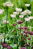 Astrantia 'Hadspen Blood' with pale seedling. 
