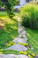 A winding stone garden path, encrusted with mounds of Saxifraga 'Cloth of Gold', Lower Treculliacks Farm, Falmouth, Cornwall, UK. 