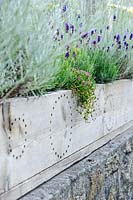Wooden trough decorated with simple circles of drilled holes, planted with grasses, lavendula and herbs, Lower Treculliacks Farm, Falmouth, Cornwall, UK