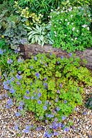 Edge of the gravel garden planted with blue Corydalis, Pulmonaria, Heuchera and hardy geraniums, Terstan, Stockbridge, Hants, UK. 