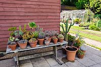 Collection of cacti and succulents on table, Terstan, Stockbridge, Hants, UK. 