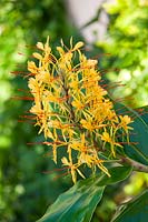 Hedychium - Ginger Lily