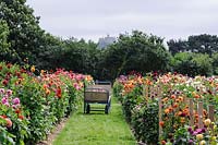 Rows of dahlias in the National Collection field at Varfell Farm near Penzance in Cornwall, UK. 