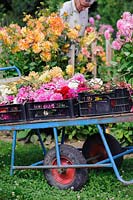 Cut Dahlias in black crates on metal trolley, at the National Collection display field at Varfell Farm, Penzance, Cornwall, UK. 