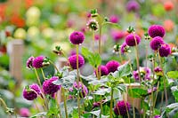 Dahlia - Purple pompon flowers 