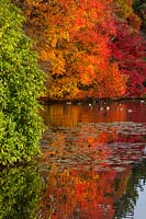 Trees provide intense autumn colour, which is reflected in lake. 