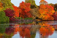 A view of autumnal trees reflected in lake, National Trust - Sheffield Park and Garden, East Sussex, UK. 