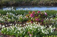 A Winter-flowering bed of Galanthus - snowdrops, Helleborus x hybridus and primulas.