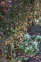 Fagus sylvatica -Beech - hedge underplanted with flowering Galanthus. 
