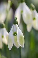 Galanthus 'Cowhouse Green'