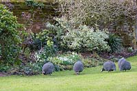 A view of Guinea fowl grazing on garden lawn.