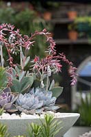 Dish planted with flowering echeverias.