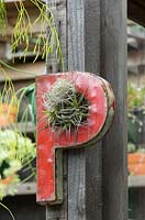 Timber post with letter P planted with Tillandsias, air plant.