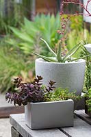 A duo of containers planted with succulents. 
