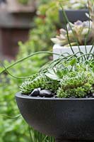 Close up of black circular container planted with succulents, Australia. 
