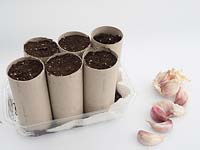 Old toilet rolls fill with compost, ready to be planted with garlic cloves - Allium sativum. 