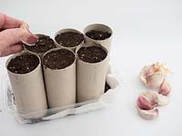 Person planting garlic clove - Allium sativum - in repurposed toilet roll pot. 