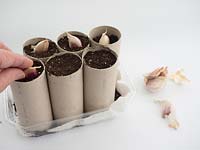 Person planting garlic cloves - Allium sativum - in repurposed toilet roll pots. 