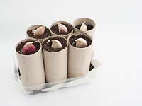 Toilet rolls with compost, organic pots to plant garlic cloves 