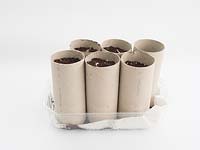 Old toilet rolls filled with compost are repurposed as plant pots for garlic - Allium sativum. 