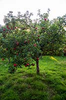 Malis 'Lady of Bath' - apple tree