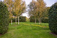 Betula utilis var. Jacquemontii' - silver birch - line either side of the path to the fields beyond. 