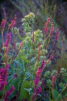 Persicaria - pink flowers 