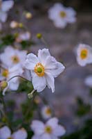Anemone x hybrida 'Whirlwind' - Japanese anemone
