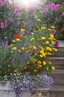 Bed with late flowering annuals and perennials including Tagetes, Salvia and Dahlia. 
