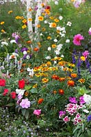 Bright annuals - Tagetes, Salvia, Dianthus, Coreopsis and Cosmos.