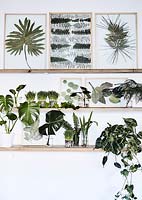 Display of pressed framed foliage and house plants on shelving. 