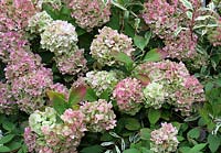 Hydrangea Macrophylla autumnal hues and tints add further colour to flower and foliage 