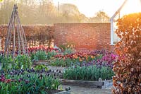 Kitchen garden with Tulips in raised beds, Ulting Wick, Essex.